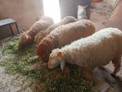4 mundre chatra 18 to 20 kilo ghost ka weight