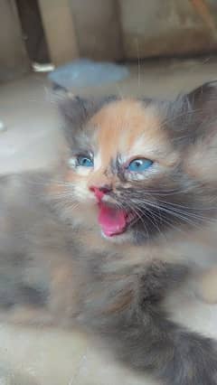 Pure Triple Coeted Kittens Available