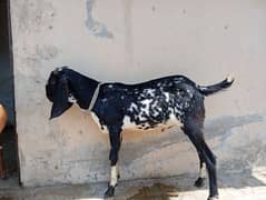Black Bakra