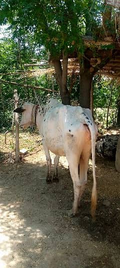 Cow for sale Contact 03125173572/03130026074