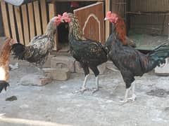 6 Months old, Three Aseel Chicken for Sale in Lahore.