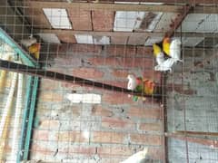 love bird mix