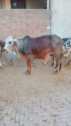 Qurbani bull | Bachra | sahiwal bull | desi bull | Wehra | بچرا /2025
