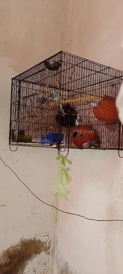 caman wait rid eyes male gree female bredar pir