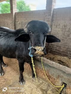 katta FOR sale katta ka weight pura 5.5 man ha girenty ky sath