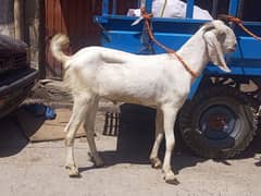 Desi Goat