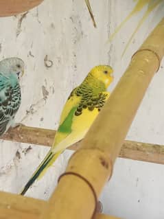 Australian budgies / Air cooler 12v with supply