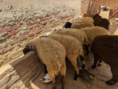 Sheep, Goat, Shatry, Bakry, Qurbani Janwar.