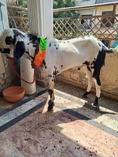 Qurbani