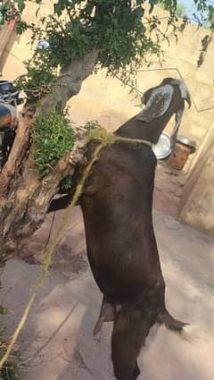 | goat بکری قربانی کےلیۓ براۓ فروخت