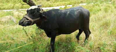 Qurbani