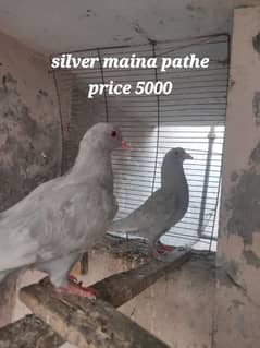 Multani maina pigeons