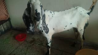 donda khassi tall zaberdast s13 ha