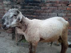 Sindhi mundra