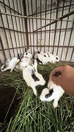 rabbits