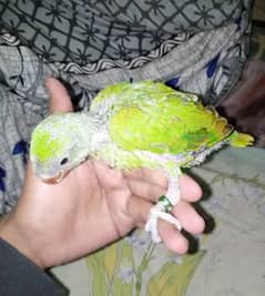 green ringneck chicks
