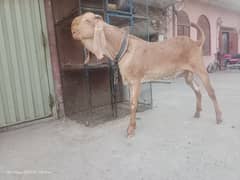 makhi chna bakra