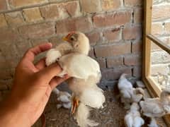 White Bantam Chicks
