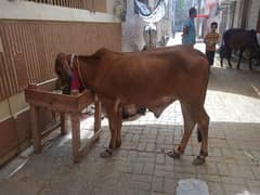 2 dant bachra