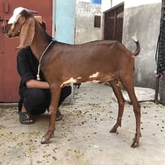 Qurbani bakra/goat 2 dant