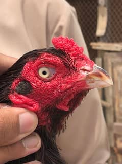 aseel murga mianwali nasal