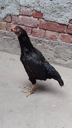 aseel