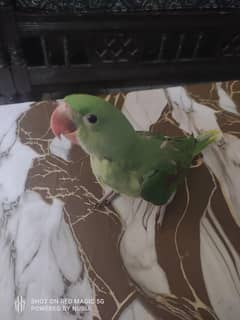 Raw parrot 