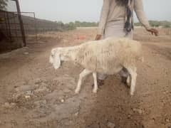 Sheep | Dumba | Chatra | Goats | Sheeps | Qurbani For sale