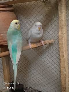 Australlian parrots breeder pair