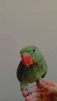 Raw parrot