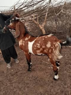 Qurbani Bakra (Beautiful Desi) - Home grown. 45 to 55 kgs (live).