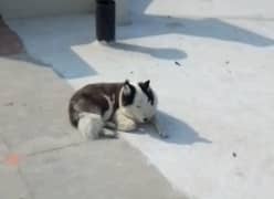 Husky for sale
