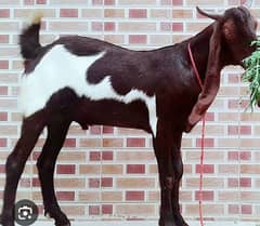 Butcher/ qasai / قصاب / kasai available 03325272654