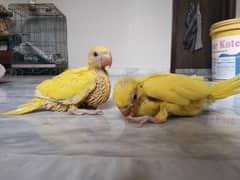 Yellow Ringneck