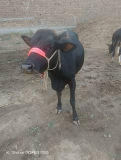 black Bull