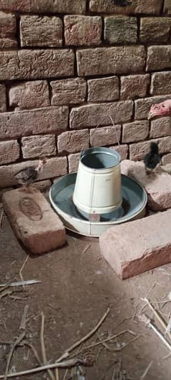Aseel Chicks For Sale