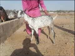 Bakra