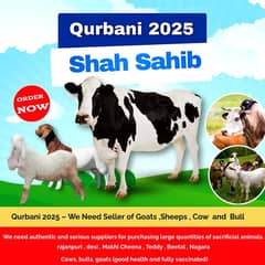 Bakra |Goat |Cow|Dumba |DHA| Bahria Town|Clifton|Gushan|Karachi