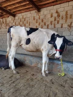 2 dant heavy weight Cow