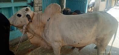 qurbani bull