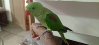 Alexander raw parrot hand tame age 2 to 3 month
