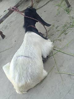 2 bakre doondaa for sale only 140000