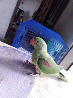 Raw parrot hand tame jabbo size bolne Wala 03064720190