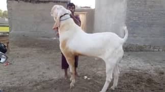 Rajanpuri Bakra Urgent For Sale WhatsApp 0326,9382,133