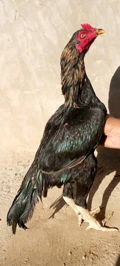 Patha for sale