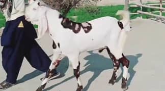 Rajanpuri Bakra, 2 Dant Bakra hai.   CALL,03278290878