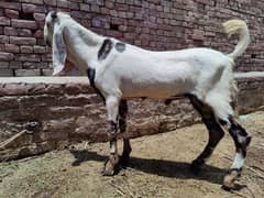 Dasi