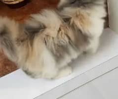 Persian cat for sale male or female my WhatsApp 0328=21=34=611