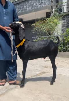 Khassi Doonday Bakray for Qurbani