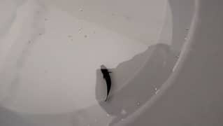 Breeder Molly Fish with babys for sale